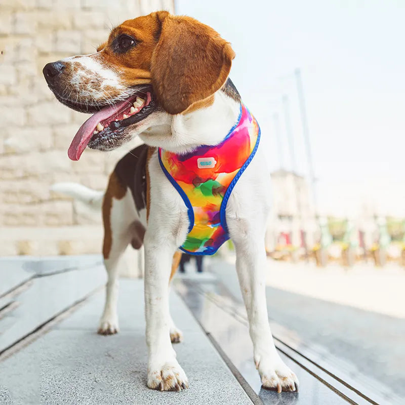 Laisse de collier de harnais pour animaux de compagnie arc-en-ciel